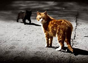 Una empresa salva miles de animales abandonados con un invento