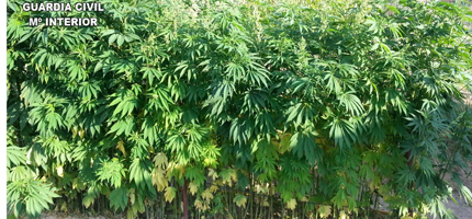 La Guardia Civil imputa a una persona por cultivo de marihuana en Tendilla