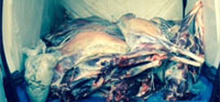 Localizan en Madrid una furgoneta no refrigerada con 18 cabritos de Guadalajara