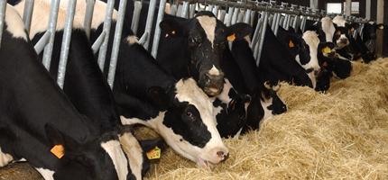Un total de 2.100 ganaderos de la región se beneficiarán de la reducción del período de retención para la ayuda a la vaca nodriza