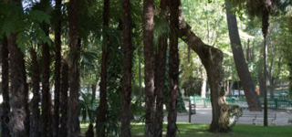 Atención: El Ayuntamiento de Guadalajara realizará un tratamiento fitosanitario en los pinos y cedros