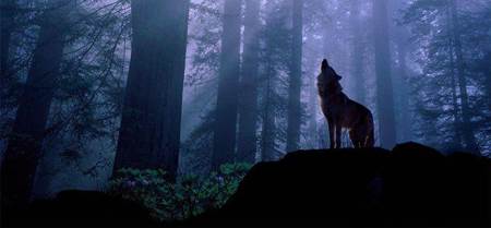 Nueva tecnología para rastrear las manadas de lobos