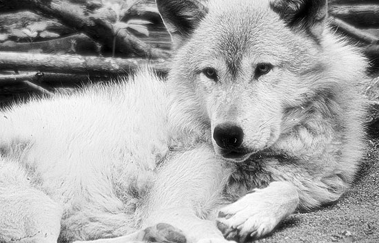 Nueva tecnología para rastrear las manadas de lobos
