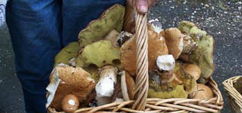 Detenido el presunto autor de un disparo en el glúteo a un buscador de setas en Usanos