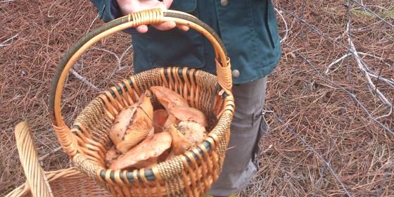 Encuentran, sano y salvo, al hombre que se había perdido en el Alto Tajo buscando setas