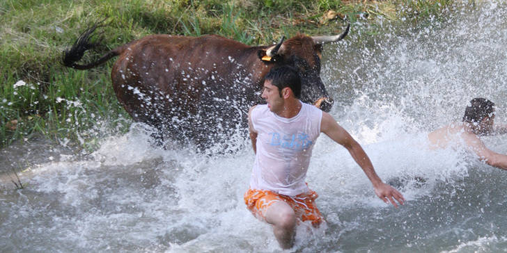 Vacas por el Tajo: un coso fluvial único para un festejo taurino popular único
