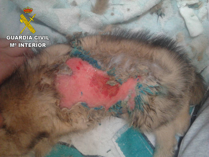 La Guardia Civil detiene a una persona en Uceda por maltrato animal