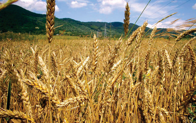 Castilla-La Mancha tramita el 100% de las solicitudes únicas de la PAC