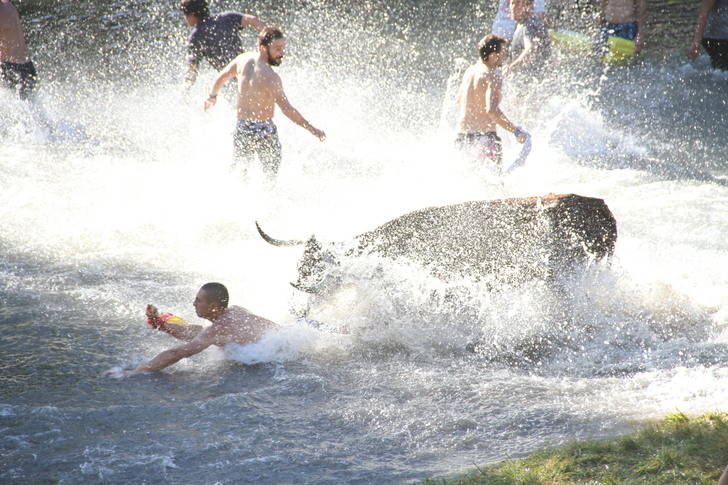 14.000 aficionados llenan Trillo en la vigésima edición de las Vacas por el Tajo