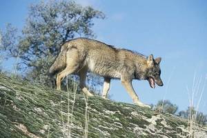 Ecologistas en Acci&#243;n hace diez propuestas para la protecci&#243;n de los lobos en la Sierra Norte