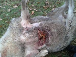 Los ganaderos de la Sierra Norte piden ayuda a Page por los ataques de lobo
