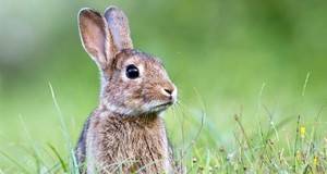 Asaja pide al Gobierno regional que actúe "con urgencia" contra la plaga de conejos