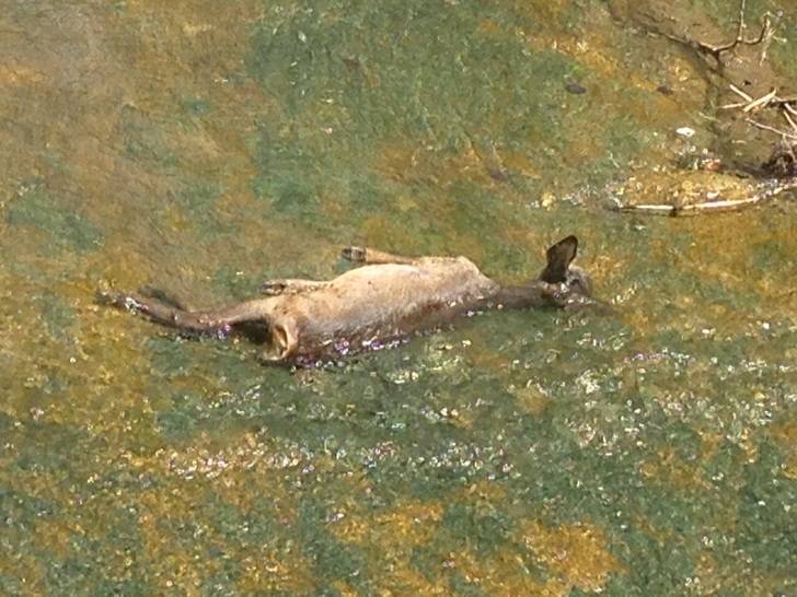 Encuentran más de 20 animales muertos en el río que abastece a Mirabueno