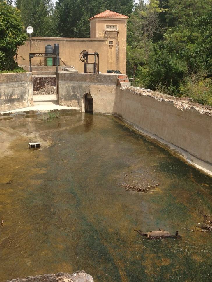 Encuentran más de 20 animales muertos en el río que abastece a Mirabueno