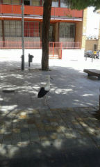 Una majestuosa cigüeña se pasea por la plaza de Fernando Beladíez de Guadalajara