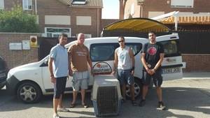 Quer salva un ejemplar de buitre negro que apareció en las inmediaciones de la urbanización Los Enebros