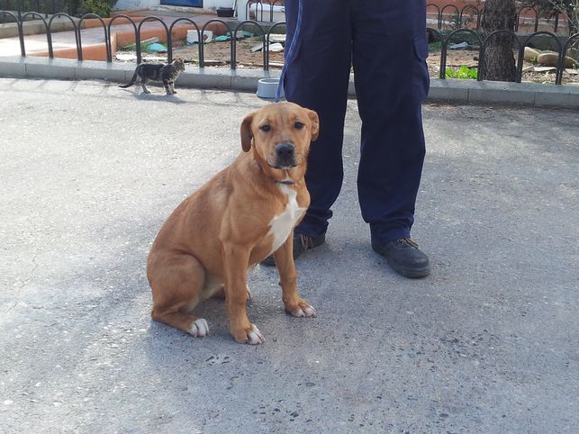 Ecologistas en Acción pide acceso al núcleo Zoológico de la MVH para conocer las condiciones en que viven los animales