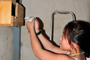 GREFA anilla a los cernícalos primilla nacidos en Quer en 2015