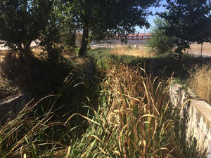 El Ayuntamiento insta a la Confederación del Tajo a que limpie y desbroce el Arroyo Cabanillas
