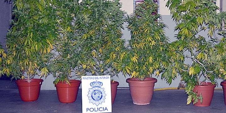 Un joven pillado con plantas de marihuana en su terraza, cerca de un colegio