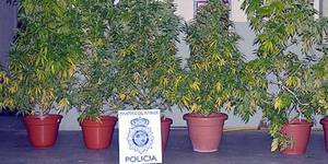Un joven pillado con plantas de marihuana en su terraza, cerca de un colegio