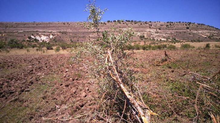La Junta asegura que ha paralizado la roturación en Condemios