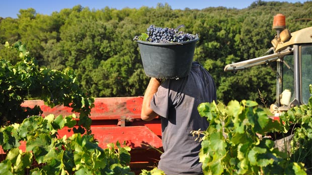 Cerca de 1.100 trabajadores de Castilla-La Mancha irán a la vendimia francesa