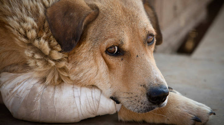 Propuesta animalista