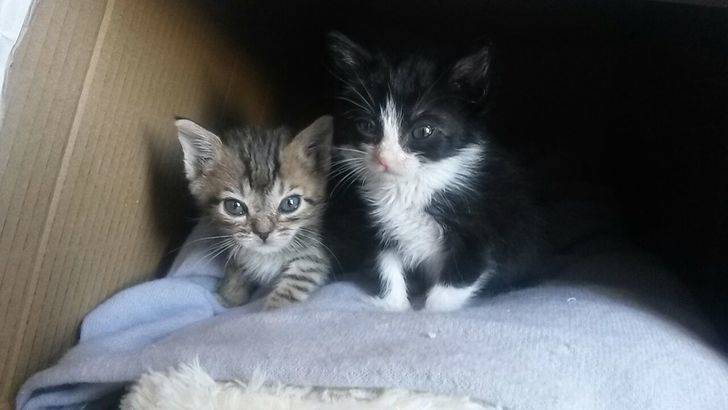 Sacrificio Cero en Madrid