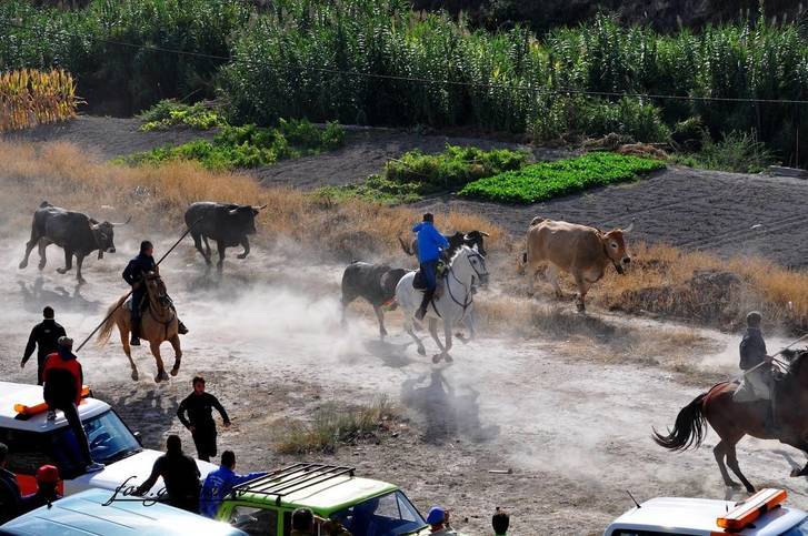 Rotundo éxito del multitudinario encierro de octubre en Illana
