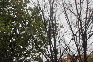 Cabanillas inicia una campaña especial de poda por toda la localidad