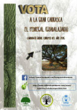 El Pedregal quiere que su Gran Carrasca sea el Árbol Europeo del año 2016