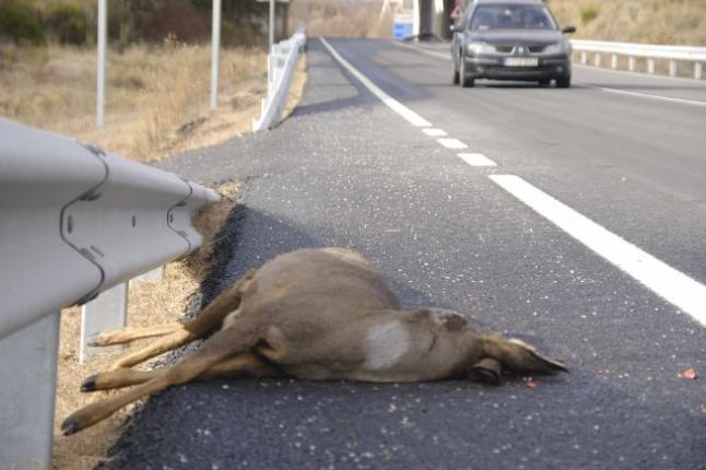 Guadalajara, líder nacional en accidentes de tráfico por culpa de animales