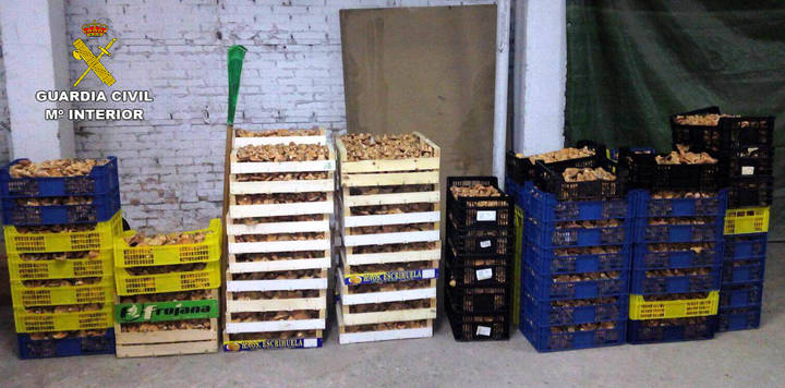 La Guardia Civil incauta otros 700 kilos de níscalos y denuncia a 13 personas