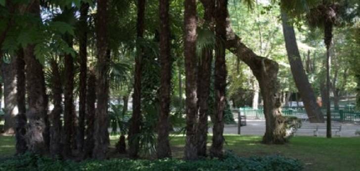 El Ayuntamiento de Guadalajara estudia la situación del arbolado de la ciudad