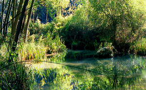 Ecologistas en Acción denuncia la tala indiscriminada de cientos de árboles en el Parque Natural del Río Dulce