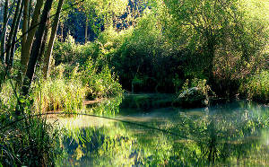 Ecologistas en Acción denuncia la tala indiscriminada de cientos de árboles en el Parque Natural del Río Dulce
