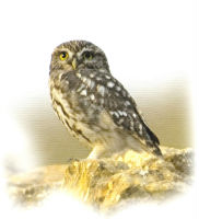 Quer trabaja en el establecimiento de una ruta ornitológica en la ZEPA