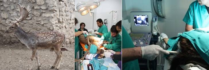 EL Zoo de Guadalajara colabora en un programa para la conservación de rumiantes silvestres