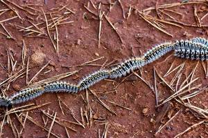 Cabanillas se pone seria ante la procesionaria