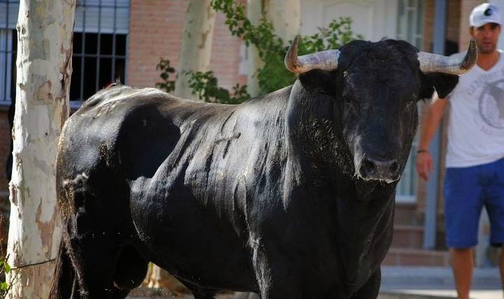 Torrejón del Rey le dice a PSOE y Ahora “Sí a los toros” tras la consulta del domingo