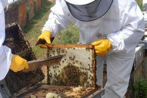 Los apicultores de Guadalajara reconocen que "el sector está un poco malito porque se juntan tres crisis"