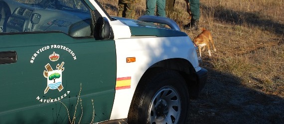 Detenido por matar una vaca a cuchilladas tras atacarla antes con perros en Guadalajara