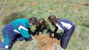 El Día del Arbol seguntino ha tenido caracter didáctico, desarrollado en varias jornadas con los centros escolares