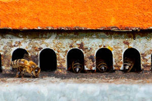 'Revisión de retaguardia', de Lucía Raso, gana el XVI Concurso Internacional de Fotografía Apícola de Azuqueca