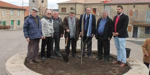 Campisábalos también tiene ya su olmo resistente a la grafiosis