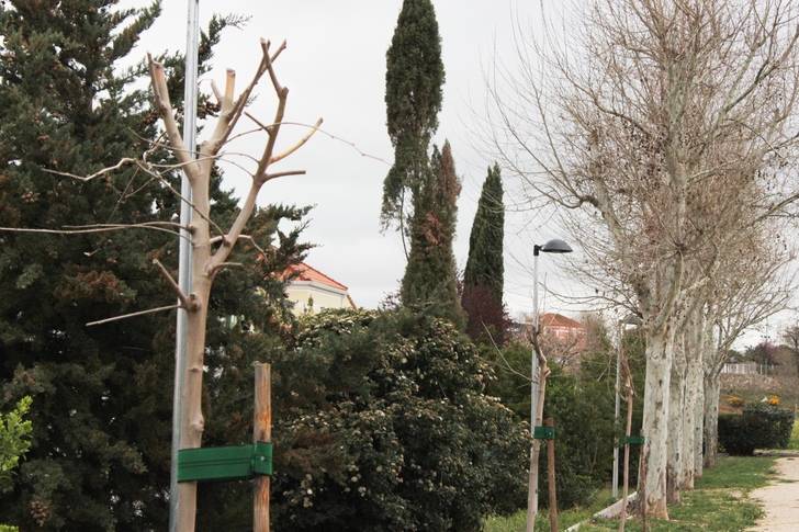 Cabanillas restituye seis árboles dañados y causantes de alergias en la calle Padre Mariana