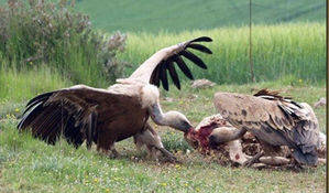 Los ganaderos piden que se indemnice por los ataques de buitres en Guadalajara