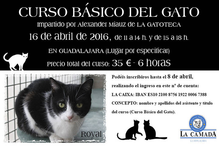 La Camada pone en marcha un curso con los gatos como protagonistas