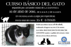 La Camada pone en marcha un curso con los gatos como protagonistas